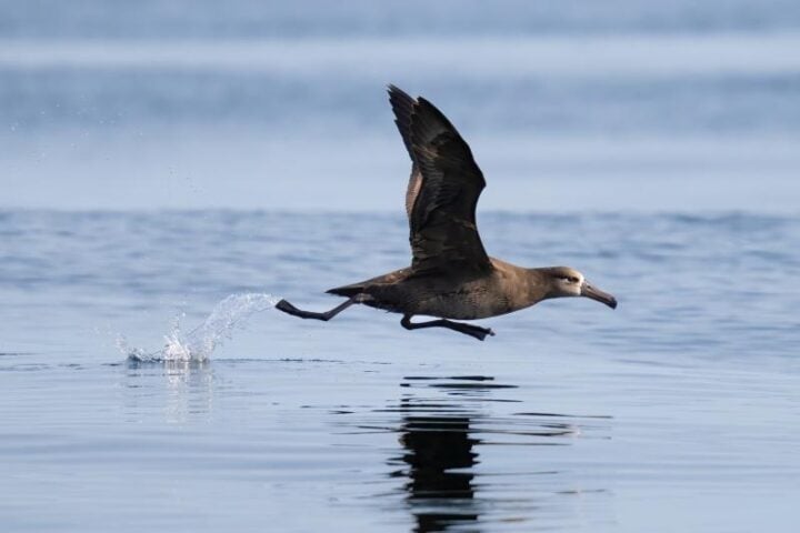 Black-footed albatrosses are large seabirds that forage across large portions of the Pacific Ocean. Photo Source: NOAA Fisheries