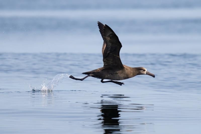 Black-footed albatrosses are large seabirds that forage across large portions of the Pacific Ocean. Photo Source: NOAA Fisheries