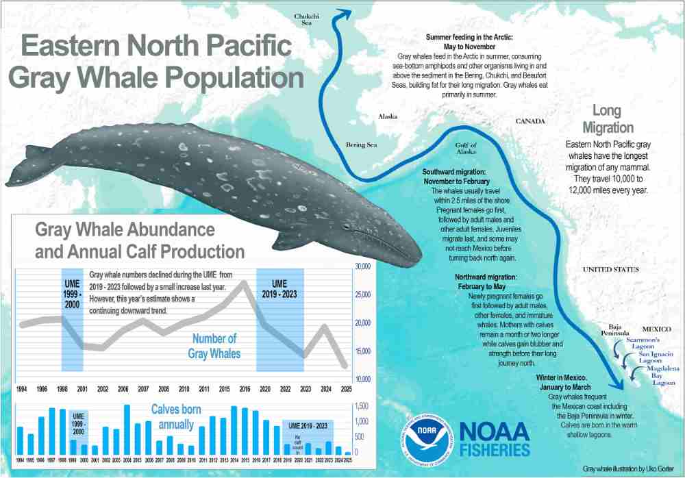 Gray whale mother and calf on northbound migration. Photo Source: NOAA Fisheries