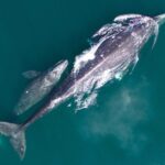 Gray whale mother and calf on northbound migration. Photo Source: NOAA Fisheries