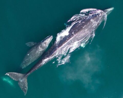 Gray whale mother and calf on northbound migration. Photo Source: NOAA Fisheries