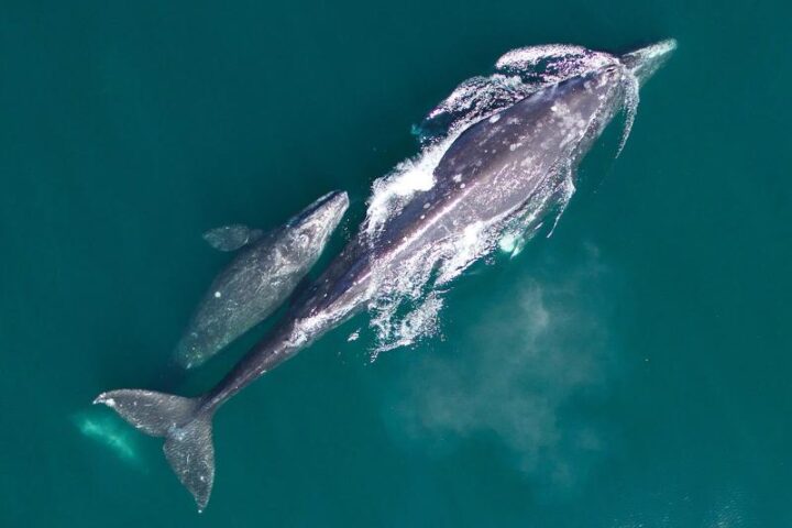 Gray whale mother and calf on northbound migration. Photo Source: NOAA Fisheries