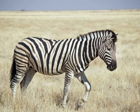 A wild male Burchell's Zebra (Equus quagga burchellii) in Etosha Park, Namibia. (CC BY 2.0)