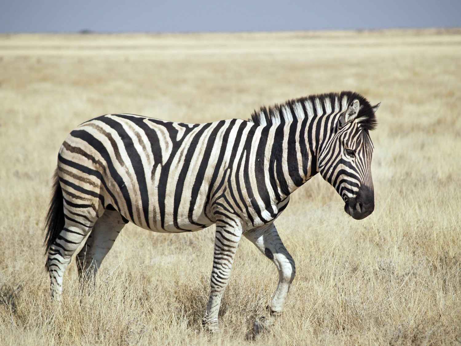 A wild male Burchell's Zebra (Equus quagga burchellii) in Etosha Park, Namibia. (CC BY 2.0)