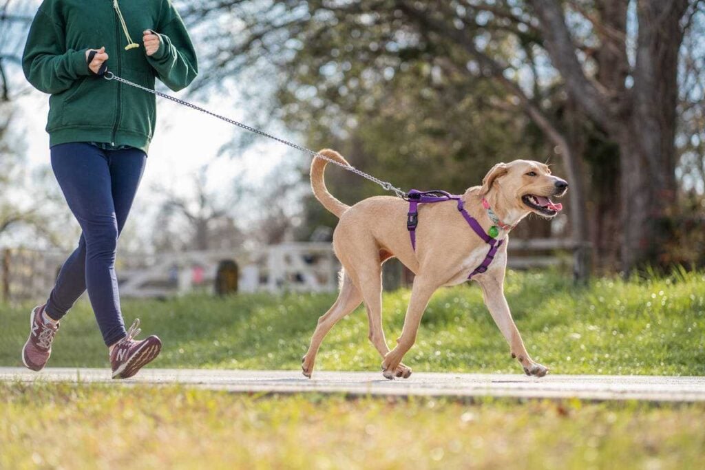 Person Running While Holding the Leash of a Dog Photo Source: Gabe (Pexels)