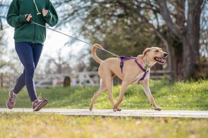 Person Running While Holding the Leash of a Dog Photo Source: Gabe (Pexels)