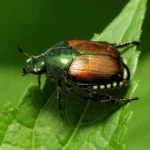 Japanese Beetle (CC BY 4.0)