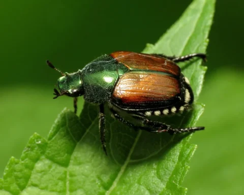 Japanese Beetle (CC BY 4.0)