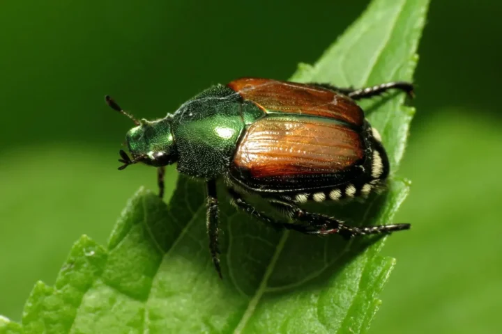 Japanese Beetle (CC BY 4.0)
