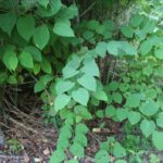 Japanese knotweed Photo Source:Cornell IPM(CC BY 2.0)