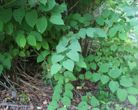 Japanese knotweed Photo Source:Cornell IPM(CC BY 2.0)