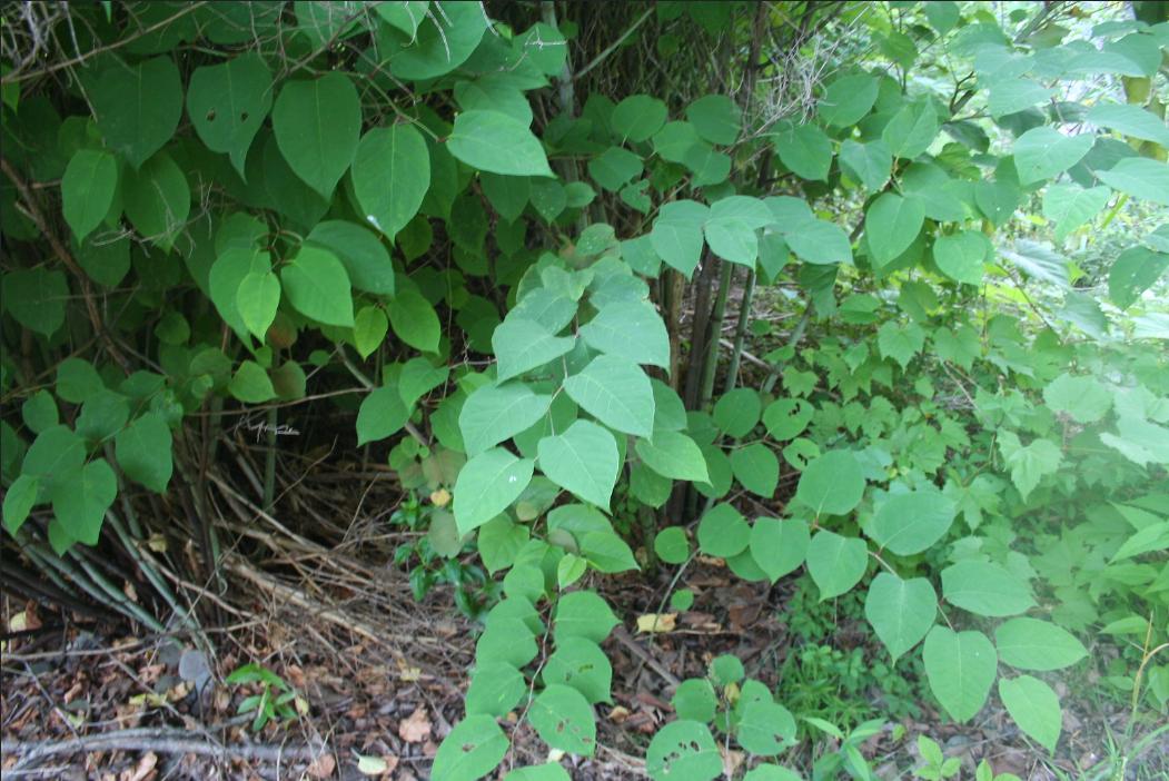Japanese knotweed Photo Source:Cornell IPM(CC BY 2.0)