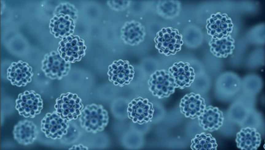 Microbe Photo Source: Krisy Gashler (cornell)