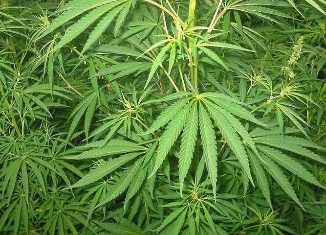 Cannabis sativa. Photo Source: Bogdan CC BY 3.0 Unported