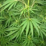 Cannabis Sativa. Photo Source: Bogdan CC Attribution Share-Alike 3.0 Unported