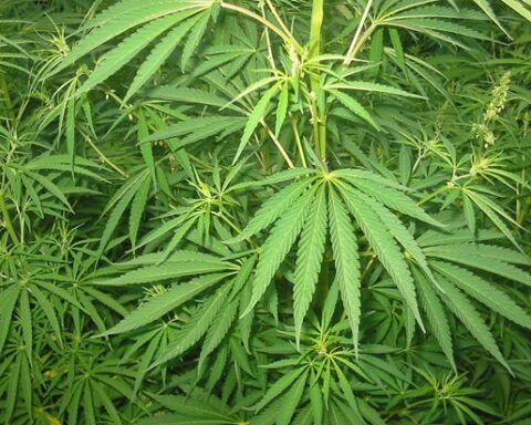Cannabis Sativa. Photo Source: Bogdan CC Attribution Share-Alike 3.0 Unported