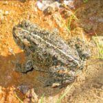 Western toad. Photo Source:Mberg (CC0 1.0)