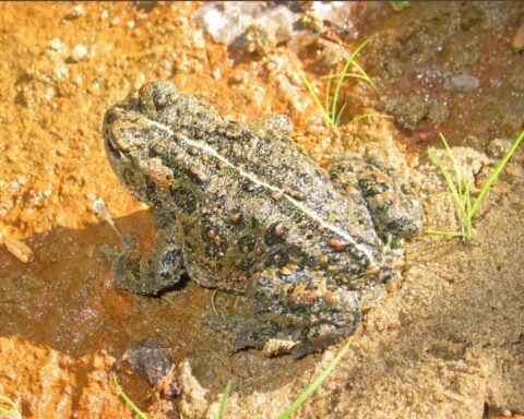 Western toad. Photo Source:Mberg (CC0 1.0)