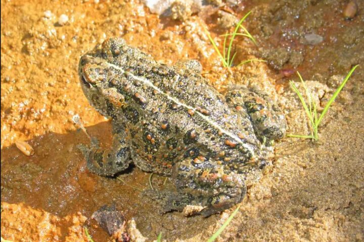 Western toad. Photo Source:Mberg (CC0 1.0)