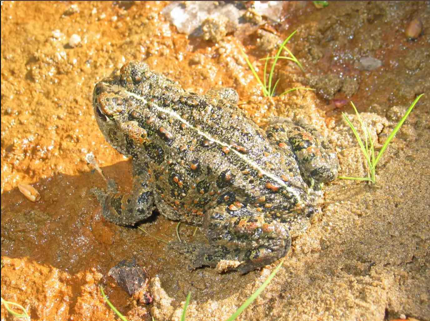Western toad. Photo Source:Mberg (CC0 1.0)