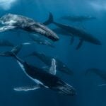 Whale Migration Map Australia