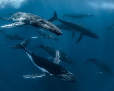 Whale Migration Map Australia