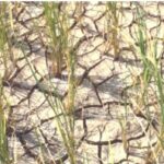 Temporary water shortages in plants