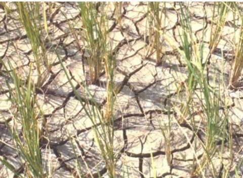Temporary water shortages in plants