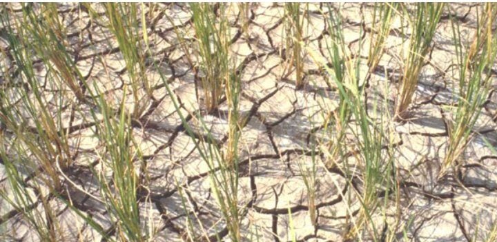 Temporary water shortages in plants