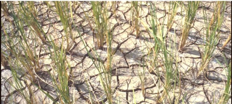 Temporary water shortages in plants