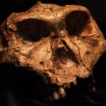Paranthropus robustus cranium SK 48.