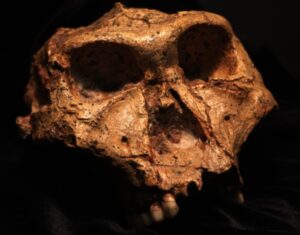 Paranthropus robustus cranium SK 48.