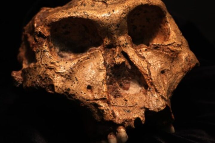 Paranthropus robustus cranium SK 48.