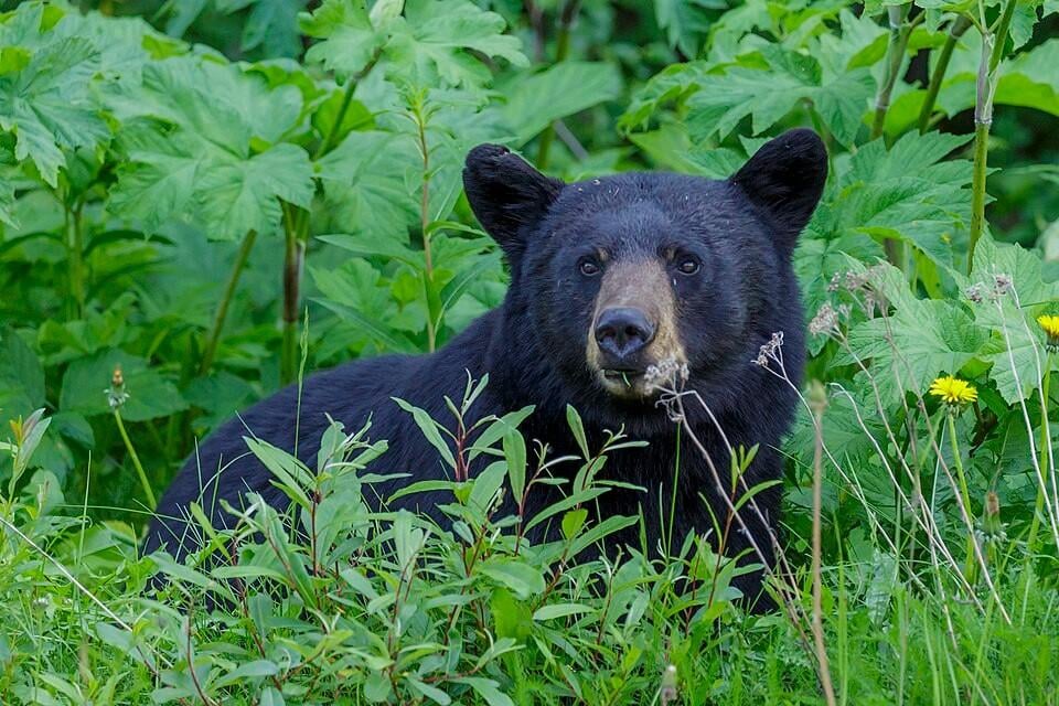 American black bear (Ursus americanus) - Jasper National Park (CC BY-SA 4.0)