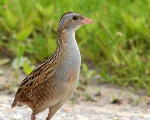 Corn Crake (BY-SA 3.0)