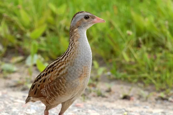 Corn Crake (BY-SA 3.0)