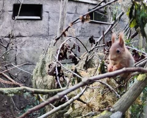 The first Red Squirrel kits to be born at Longleat for over three years Photo Source: Longleat