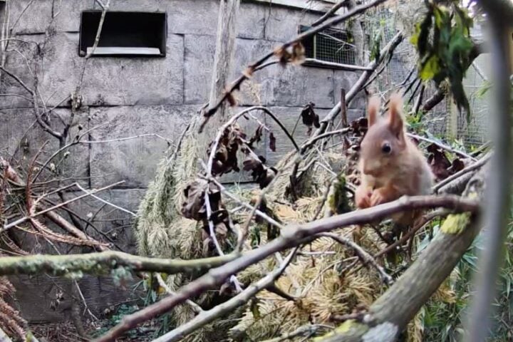 The first Red Squirrel kits to be born at Longleat for over three years Photo Source: Longleat