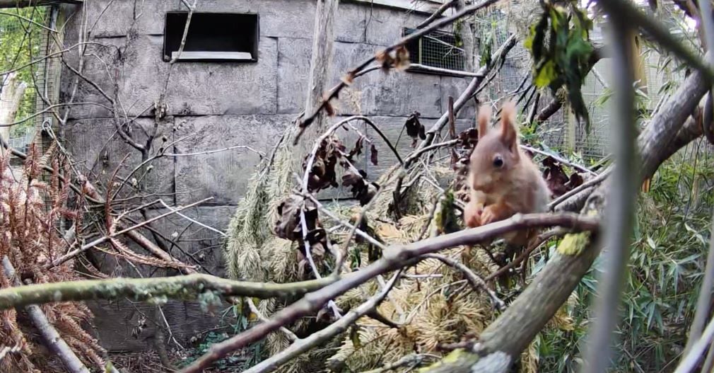 The first Red Squirrel kits to be born at Longleat for over three years Photo Source: Longleat