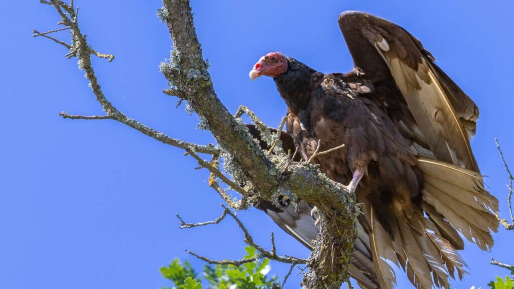 Turkey vulture at Lake Lagunita