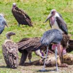 A hyena died and is being eaten by the lappet vulture.
