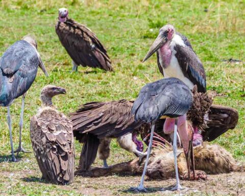 A hyena died and is being eaten by the lappet vulture.