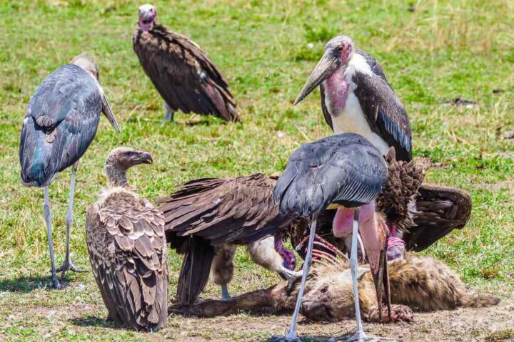 A hyena died and is being eaten by the lappet vulture.
