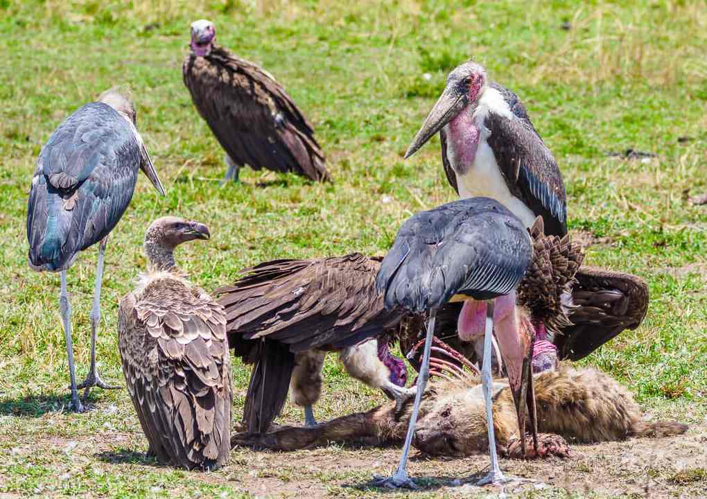 A hyena died and is being eaten by the lappet vulture.