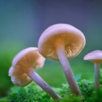 Closeup of Small Mushrroms Growing.