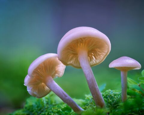 Closeup of Small Mushrroms Growing.