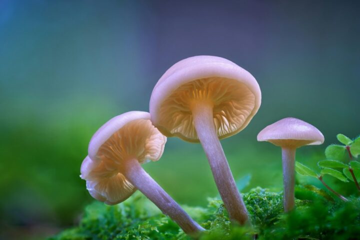 Closeup of Small Mushrroms Growing.