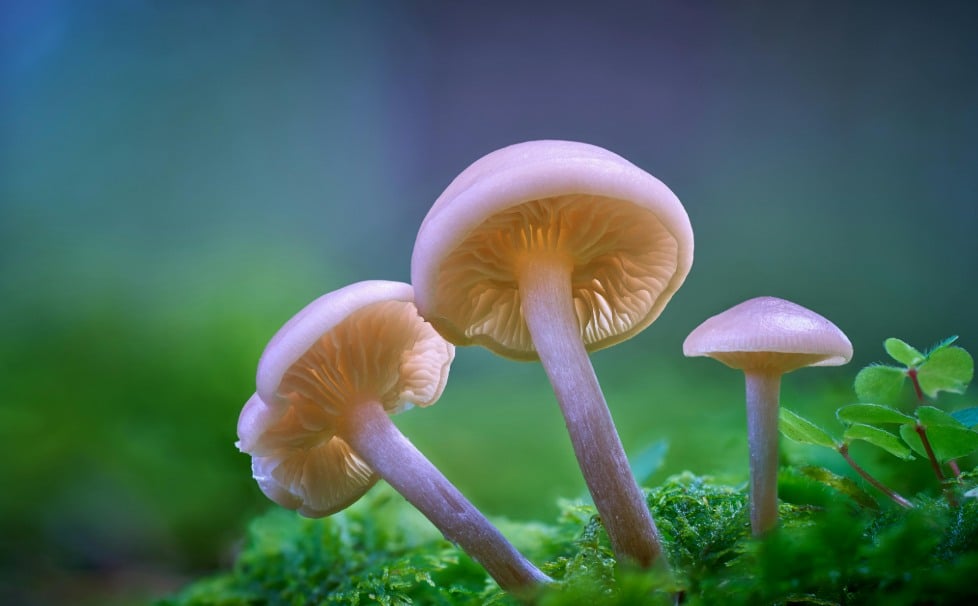 Closeup of Small Mushrroms Growing.