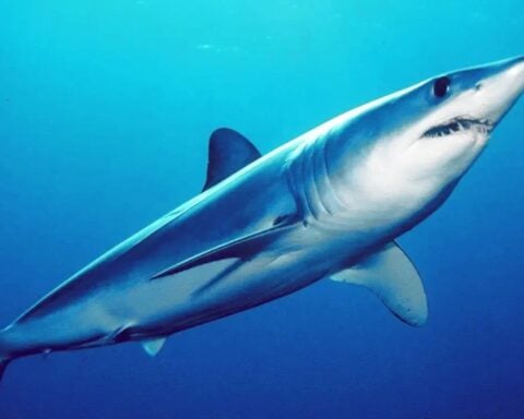 A Shortfin mako shark.