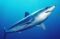 A Shortfin mako shark.